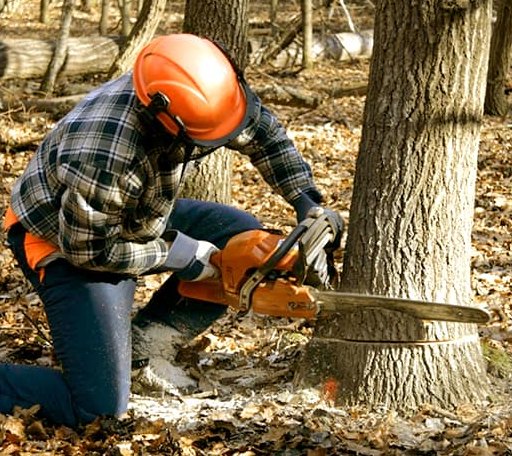 Tree Removal in Kingsley, PA